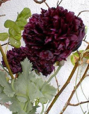 Black Peony Poppy Seeds