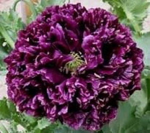 Black Peony Poppy Seeds