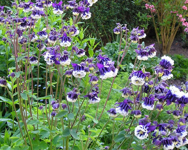 Mixed European Columbine Seeds