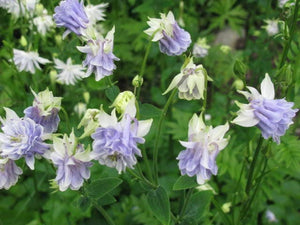 Mixed European Columbine Seeds