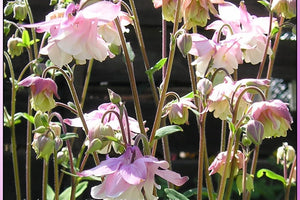 Mixed European Columbine Seeds