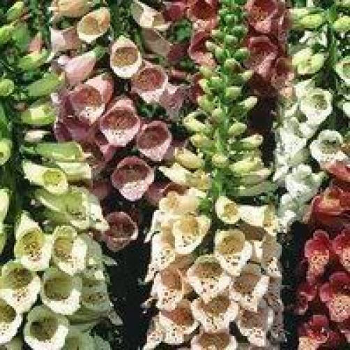 Foxglove Mix Seeds