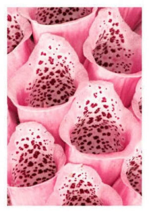 Foxglove Mix Seeds
