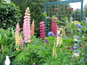 Russell Lupine Mix Seeds