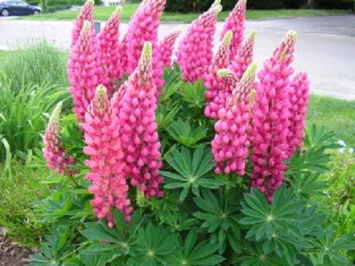 Russell Lupine Mix Seeds