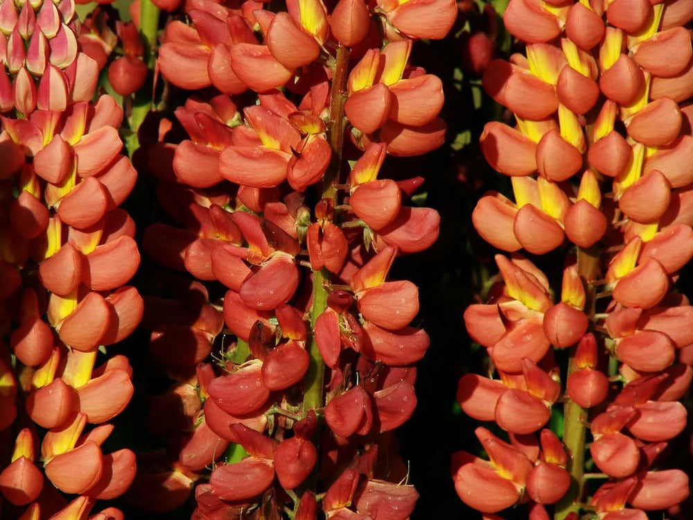 Russell Lupine Mix Seeds