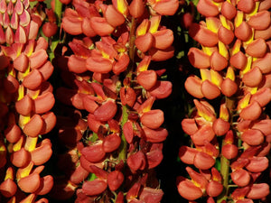 Russell Lupine Mix Seeds