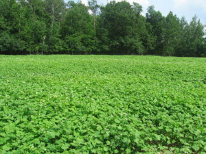 Buckwheat cover crop seeds (organic)