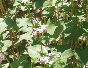 Buckwheat cover crop seeds (organic)