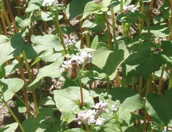 Buckwheat cover crop seeds (organic)