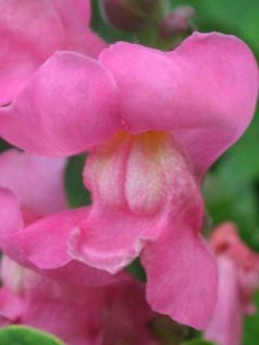 Baby Snapdragon Seeds