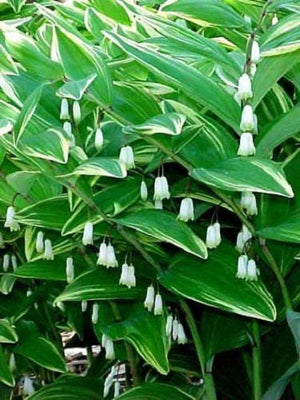 Solomon's Seal Seeds