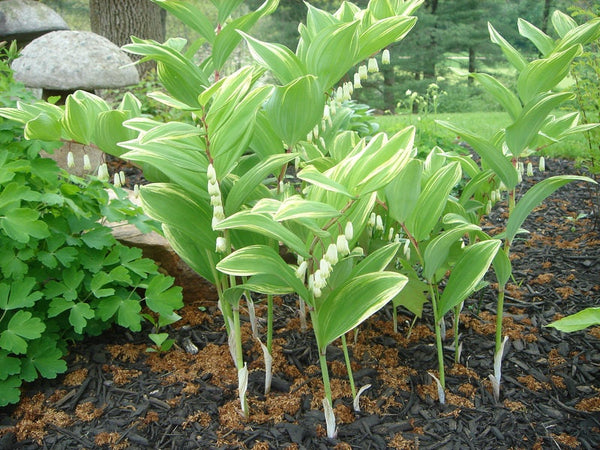 Solomon's Seal Seeds