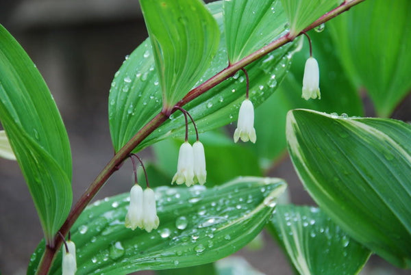 Solomon's Seal Seeds