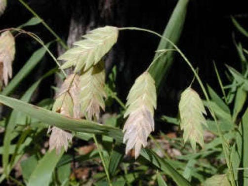 Northern Sea Oats Seeds