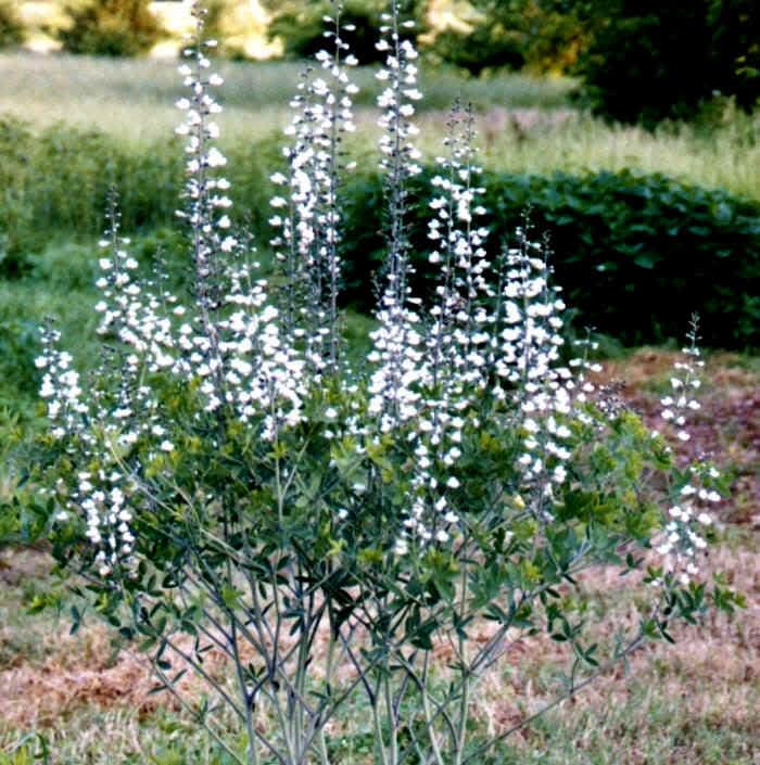 White Wild Indigo Baptisia Seeds