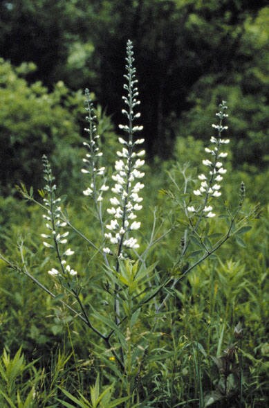 White Wild Indigo Baptisia Seeds