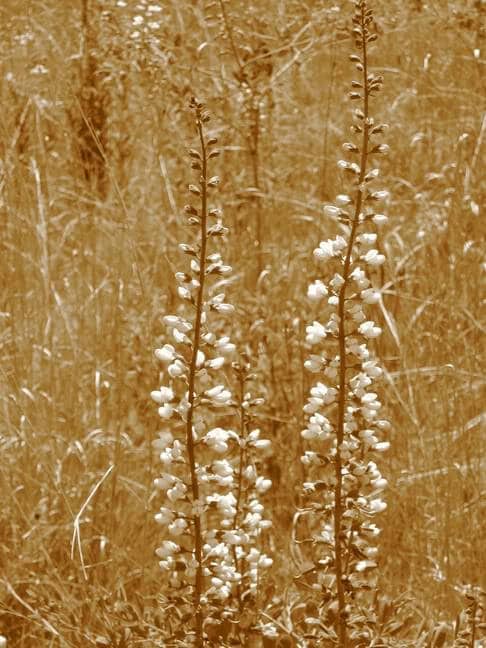 White Wild Indigo Baptisia Seeds