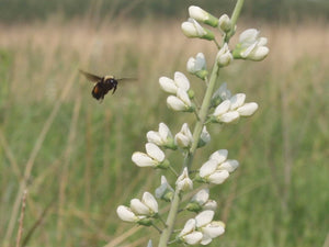 White Wild Indigo Baptisia Seeds