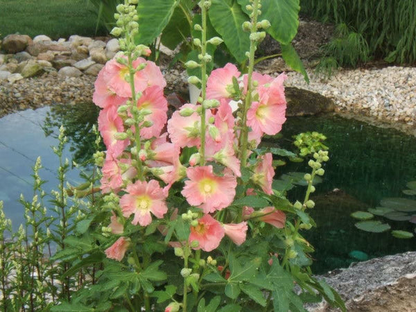 Hollyhock King Henry VIII Mix Seeds