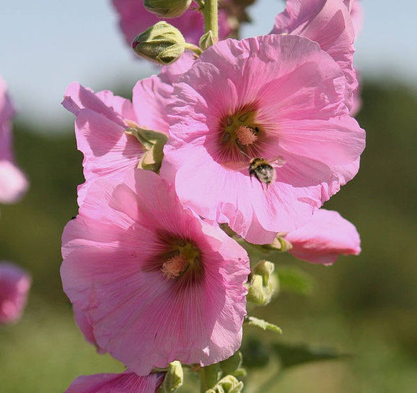 Hollyhock King Henry VIII Mix Seeds
