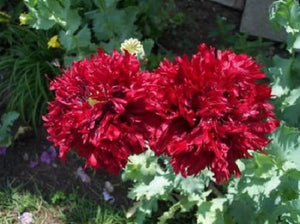 Giant Double Red Peony Poppy Seeds