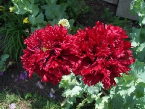 Giant Double Red Peony Poppy Seeds