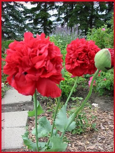 Giant Double Red Peony Poppy Seeds