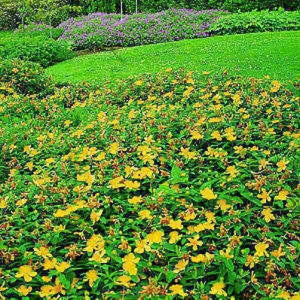 Great Saint John's Wort Seeds