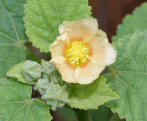Country Mallow Seeds