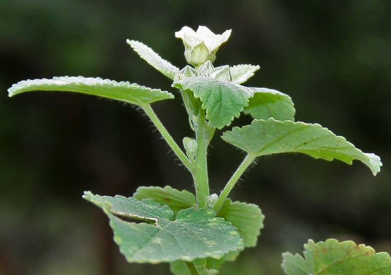 Country Mallow Seeds