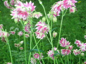 Nora Barlow Columbine Seeds