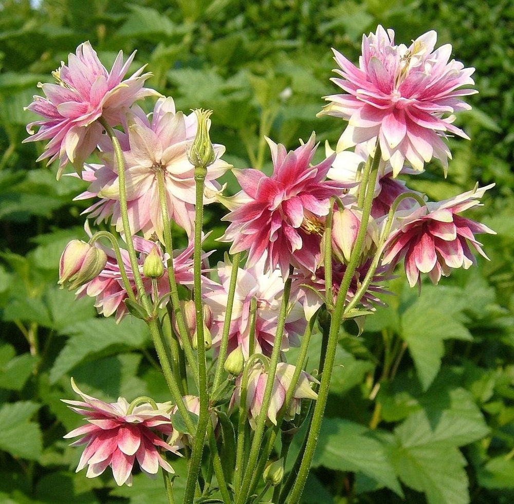 Nora Barlow Columbine Seeds