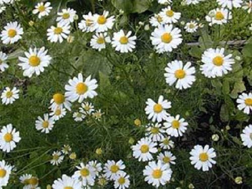 Roman Chamomile Seeds