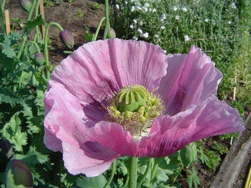 Lavender Poppy Seeds