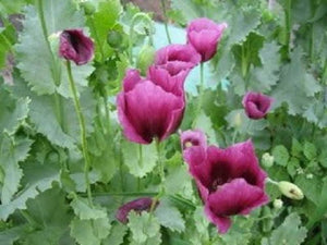 Lavender Poppy Seeds