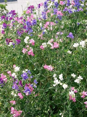 Sweet Pea Seeds - Royal Family Mix