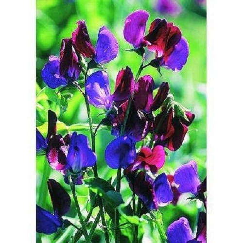 Sweet Pea Seeds - Royal Family Mix