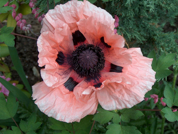 Princess Victoria Louise Oriental Poppy Seeds