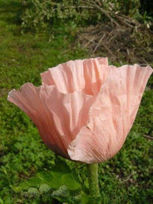 Princess Victoria Louise Oriental Poppy Seeds