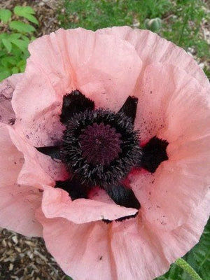 Princess Victoria Louise Oriental Poppy Seeds