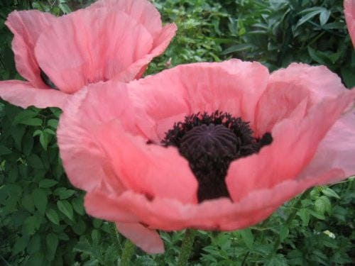 Princess Victoria Louise Oriental Poppy Seeds