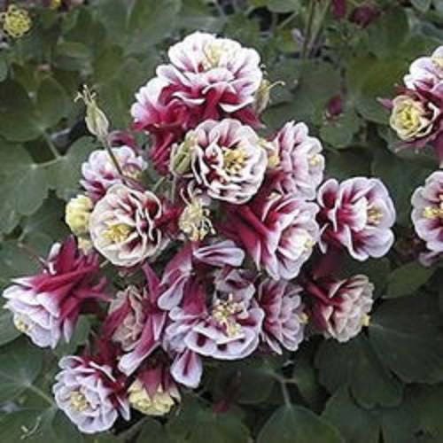 Winky Double Rose and White Columbine Seeds