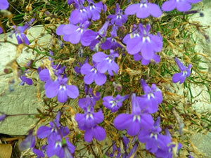Lobelia Regatta Lilac Seeds