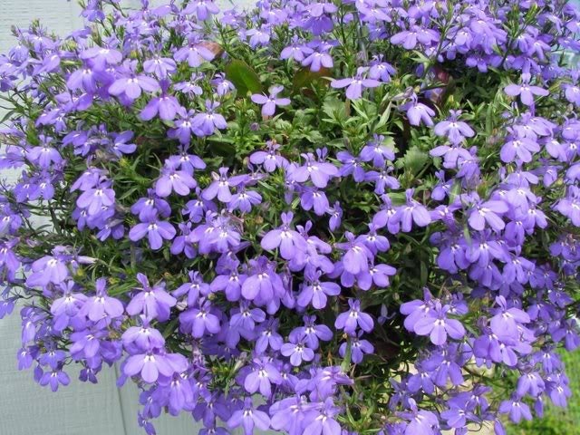 Lobelia Regatta Lilac Seeds