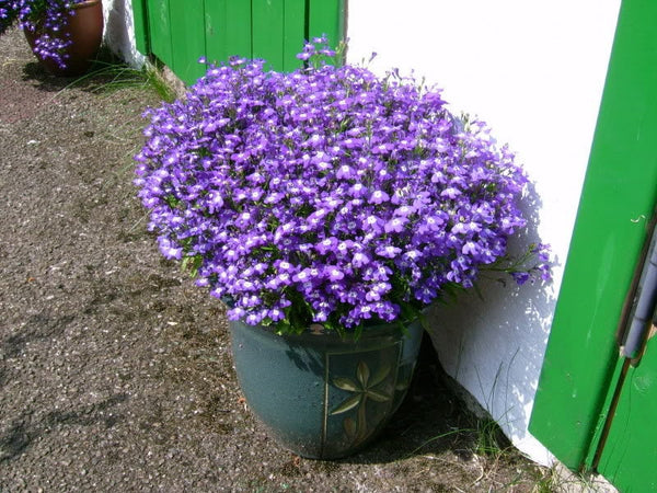 Lobelia Regatta Lilac Seeds