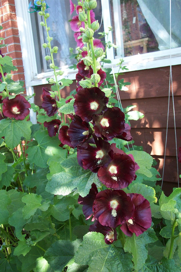 Burgundy Hollyhock Seeds