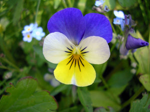 Johnny Jump Up Violet Seeds