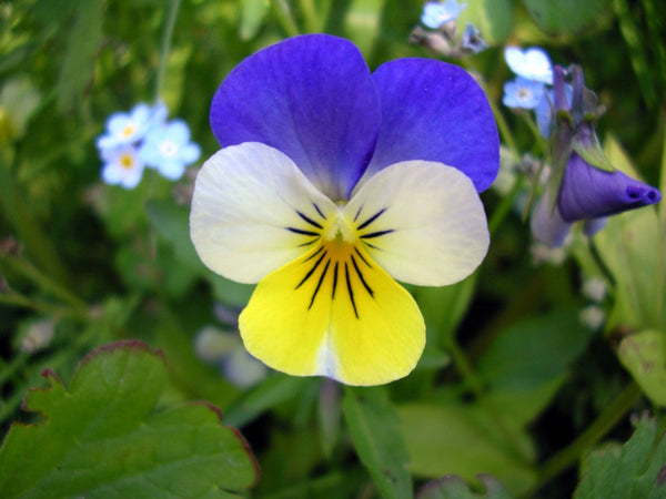 Johnny Jump Up Violet Seeds