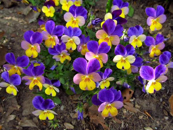 Johnny Jump Up Violet Seeds